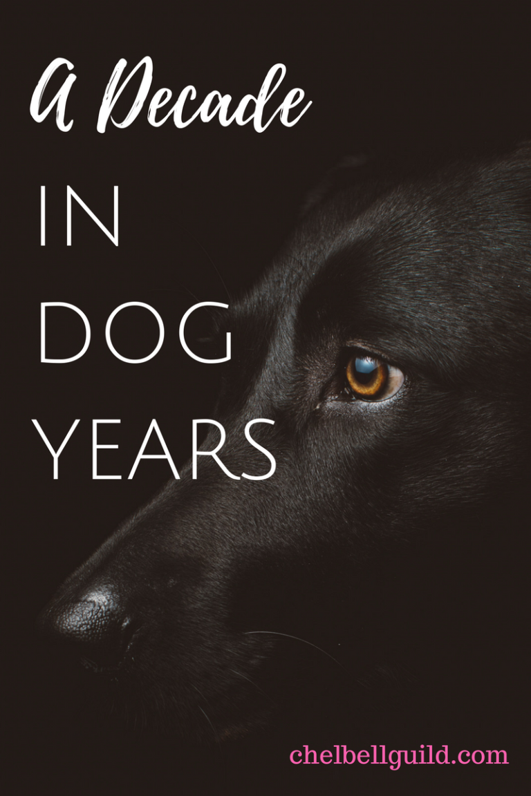 A decade in dog years