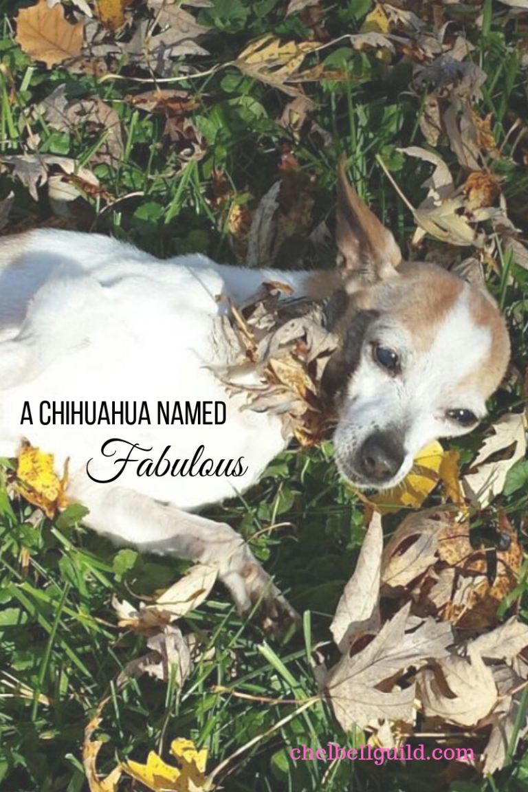 A Chihuahua Named Fabulous